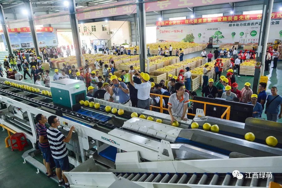 綠萌是柚子分選設(shè)備國家高新技術(shù)企業(yè)，可進(jìn)行重量、大小、顏色、瑕疵外觀視覺分選，無損檢測糖度，甜度，酸度、空心、浮皮、褐變、果肉損傷、霉心病等內(nèi)部指標(biāo)，提供智能全自動柚子分選機,柚子分選設(shè)備,柚子選果機,柚子選果設(shè)備,柚子分級機,柚子分揀機,柚子大小稱重分選方案和價格,