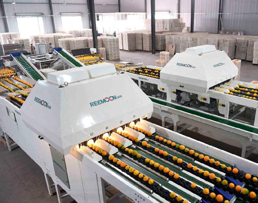 “日選400噸果，僅需100人，褚橙是這樣做到標準化的