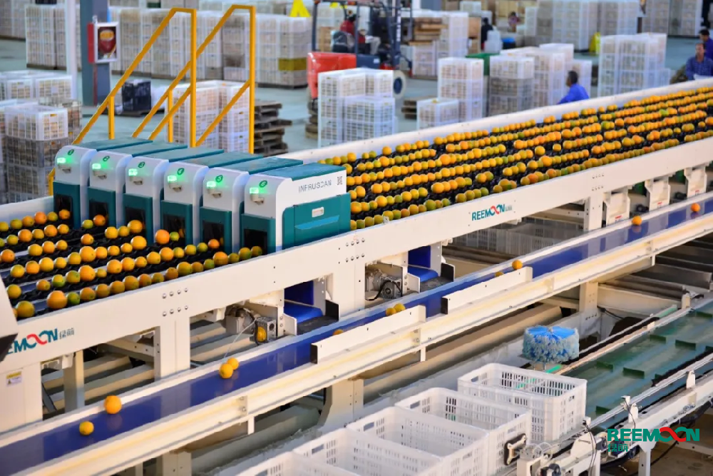 今日贛州市贛南臍橙協(xié)會公布贛南臍橙的正式采摘時間為11月10日，截止到2019年，贛州市臍橙種植面積163萬畝、產(chǎn)量125萬噸。打造贛南臍橙品牌產(chǎn)業(yè)，讓贛南臍橙走出去，是近年來贛州市的重點工作，樹立品牌的重點之一就是確保產(chǎn)品品質(zhì)的穩(wěn)定性。因此，臍橙的采后處理極其重要。綠萌臍橙分選線能夠?qū)δ毘茸鼍?xì)化分選，針對臍橙