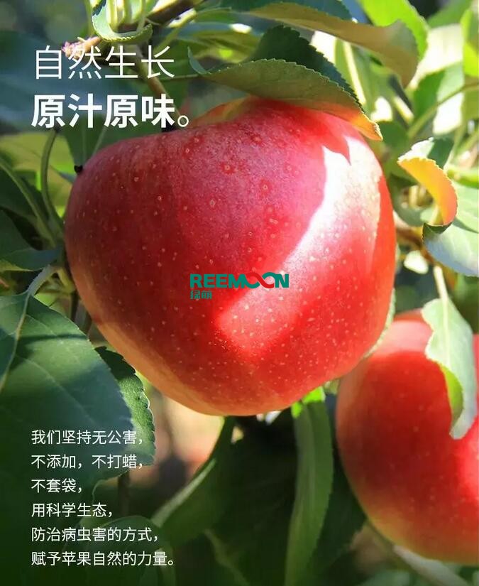昭通蘋果：依靠短根莖種植和數(shù)字分揀技術(shù)帶動(dòng)蘋果產(chǎn)業(yè)標(biāo)準(zhǔn)化在推動(dòng)蘋果產(chǎn)業(yè)發(fā)展的過程中，昭通始終把加強(qiáng)企業(yè)領(lǐng)導(dǎo)力作為一個(gè)有力的切入點(diǎn)。為此，引進(jìn)陜西海生、SDIC中路、一寶、華師天農(nóng)等30多家企業(yè)，打造冷鏈物流市場(chǎng)，對(duì)蘋果進(jìn)行深加工，建立物聯(lián)網(wǎng)和大數(shù)據(jù)聯(lián)合應(yīng)用平臺(tái)，追蹤蘋果生產(chǎn)全過程。已成為華南地區(qū)最