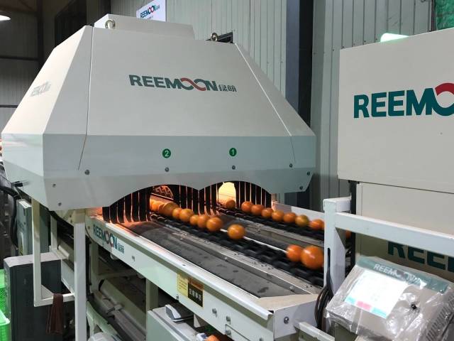 新平冰糖橙選果線馬力足！日處理量超過2000噸10月，是新平縣一年一度的柑橘采摘上市期。大選水果廠加班的目的只有一個(gè)：讓每一個(gè)“新平”橘子都以“最佳狀態(tài)”從山枝上送到消費(fèi)者手中。重視質(zhì)量控制引進(jìn)高端柑橘選果機(jī)為了迎接一年一度的“大考”，位于水塘鎮(zhèn)的新平哀牢潘橙果業(yè)有限公司的選果廠已經(jīng)很