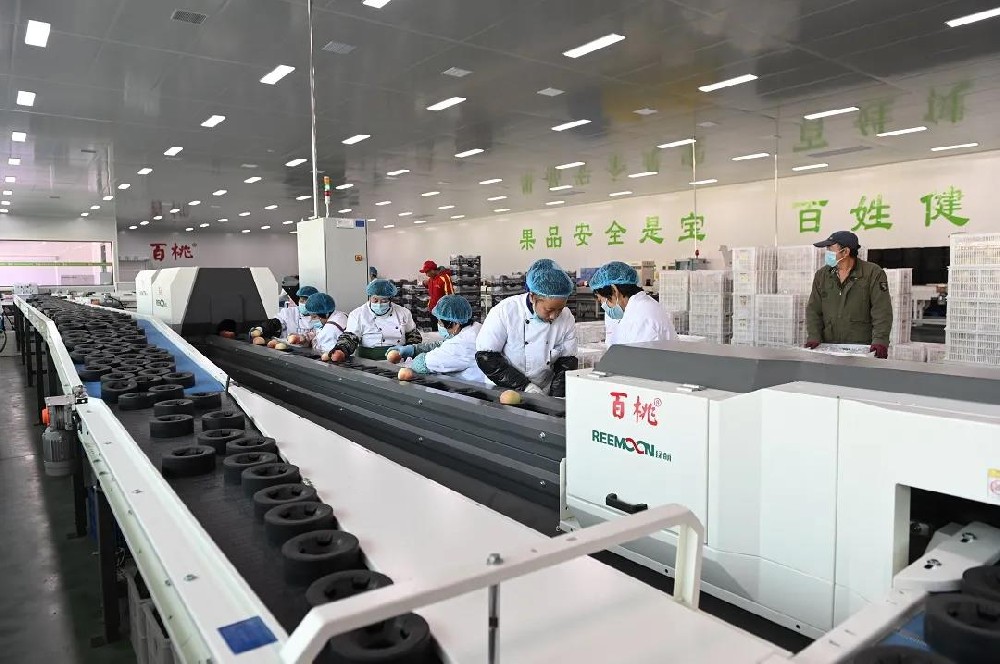 百桃有機(jī)蜜桃經(jīng)綠萌精準(zhǔn)分選身價(jià)28元一個(gè)，斬獲歐洲入場(chǎng)券金龍山農(nóng)業(yè)合作社在成立之初，立志打造最具品牌價(jià)值的有機(jī)晚熟蜜桃生產(chǎn)基地，產(chǎn)出的蜜桃注冊(cè)了“百桃”商標(biāo)。為了打響“百桃”品牌，合作社聘請(qǐng)了多位林果專家和技術(shù)員，對(duì)園區(qū)土壤改良和種植進(jìn)行全程指導(dǎo)。引進(jìn)了先進(jìn)的、適宜本土的科學(xué)技術(shù)對(duì)蜜桃進(jìn)行培育種植。百