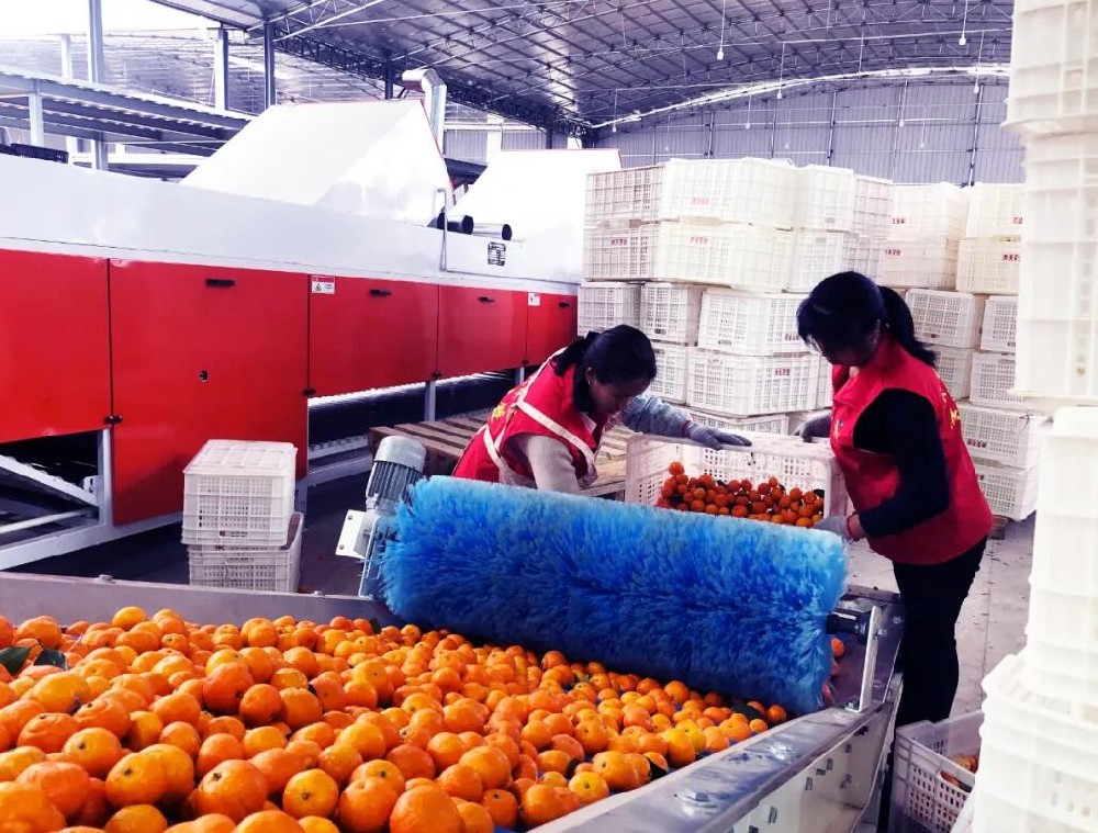 首條金桔采后糖度分級(jí)分選線亮相廣西陽(yáng)朔 近日，從引進(jìn)全國(guó)首條金桔采后糖度分級(jí)分選線的陽(yáng)朔沐天農(nóng)業(yè)又傳來好消息，經(jīng)過調(diào)試和改良，該生產(chǎn)線不單能分選金桔，還能進(jìn)行砂糖桔、脆皮桔、臍橙等果品的分級(jí)分選，有了它的幫忙，售往全國(guó)各地，走進(jìn)千家萬戶的陽(yáng)朔水果將變得越來越新鮮。目前，正值陽(yáng)朔金桔、砂糖桔、臍橙等水果