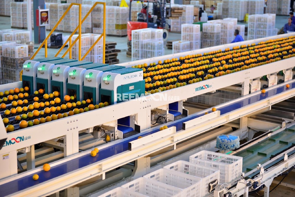 1月11日，記者來到江西省贛州市信豐縣大塘埠鎮(zhèn)六星村臍橙分選服務(wù)站，看到現(xiàn)場(chǎng)一片繁忙，一個(gè)個(gè)金燦燦的臍橙通過電子智能分選機(jī)，清洗、分選、烘干……每道工序銜接流暢，分選機(jī)可實(shí)現(xiàn)按重量、形狀、表面瑕疵、糖分等進(jìn)行精確分選，每小時(shí)可分選兩三千公斤臍橙，速度快、效率高。王明星是六星村最早種植臍橙的農(nóng)戶之一，種植