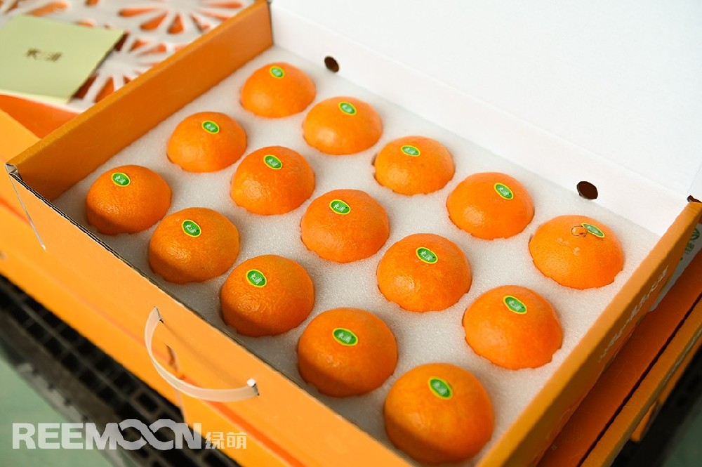 紅美人——曾經(jīng)論個賣，賣到百元一個,由此，“紅美人”也獲得了橘中“愛馬仕”的稱呼。原產(chǎn)于日本愛媛縣的紅美人，是雜交了數(shù)代的柑桔新品種；人氣非常高，精品要賣到130元一顆……浙江，是中國引種紅美人較早的地方，浙江東浦農(nóng)業(yè)在2014年種植紅美人130多畝，全部都是按照設(shè)施栽培的。由于地處沿海地區(qū)，在土壤方面營養(yǎng)比較