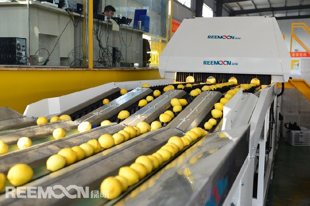 重慶匯達(dá)檸檬科技集團(tuán)有限公司（以下簡(jiǎn)稱“匯達(dá)檸檬”）又雙叒叕上央視了，作為農(nóng)業(yè)產(chǎn)業(yè)國(guó)家重點(diǎn)龍頭企業(yè)，帶動(dòng)周邊靠著酸溜溜的檸檬，過(guò)上甜蜜蜜的日子。匯達(dá)檸檬初期以種植銷售為主，價(jià)格受制市場(chǎng)波動(dòng)，風(fēng)險(xiǎn)高，經(jīng)過(guò)充分的市場(chǎng)調(diào)研，匯達(dá)檸檬創(chuàng)始人決定走精深加工及創(chuàng)新發(fā)展之路，開(kāi)始布局集檸檬種植、研發(fā)