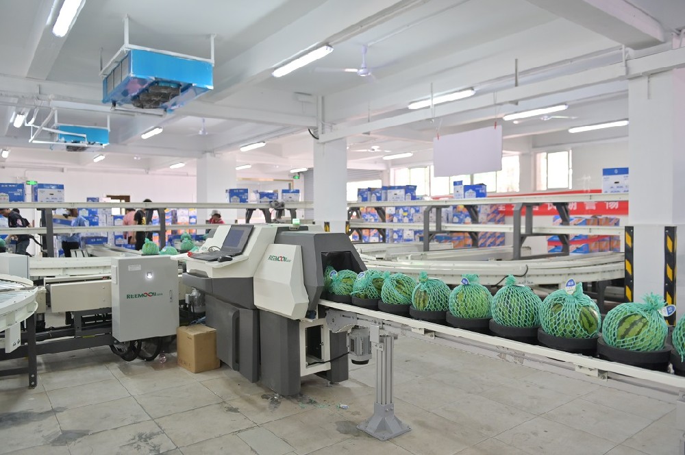 深圳市金津農(nóng)產(chǎn)品有限公司（以下簡稱金津）經(jīng)過十多年的發(fā)展，已成為同行業(yè)內(nèi)具有強大實力的農(nóng)業(yè)產(chǎn)業(yè)化公司，是國內(nèi)少有的精品瓜品牌。憑借過硬的品質(zhì)，進駐一線優(yōu)質(zhì)售賣渠道。偶然的一次種瓜，帶來豐收的意外之喜2007年，試種帥童西瓜，在香港市大賣，一時供不應(yīng)求，金津開始規(guī)?；N植。擴大供應(yīng)基地，實現(xiàn)周年供