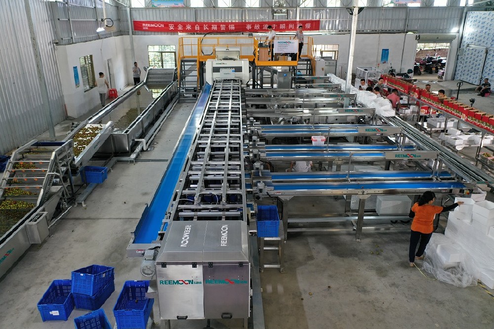 五月的盛夏熱浪襲人，廣東的荔枝也陸續(xù)上市。作為“嶺南四大佳果”之一的荔枝，自古征服中原美食家的味蕾。荔枝雖美味，但不易貯藏保鮮?，F(xiàn)今，作為廣東荔枝的主產(chǎn)區(qū)，廣州增城區(qū)、茂名高州市、茂名電白區(qū)先后引進(jìn)國內(nèi)技術(shù)先進(jìn)的荔枝智能標(biāo)準(zhǔn)化分選線，解決荔枝預(yù)冷保鮮、人工分選效率低、缺乏標(biāo)準(zhǔn)化等問題，通過采