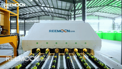 蜜桔色相艷麗，香氣濃烈，甜酸適度，深受消費(fèi)者喜愛，華寧蜜桔成熟期早、品質(zhì)好，因此暢銷國內(nèi)外。目前，華寧縣正在積極探索如何讓蜜桔產(chǎn)業(yè)規(guī)模更大、品牌知名度更強(qiáng)，帶動(dòng)更多富余人員的就業(yè)，幫助村民脫貧致富奔小康。華寧縣大力支持蜜桔產(chǎn)業(yè)的發(fā)展，多家蜜桔產(chǎn)業(yè)的發(fā)展正方興未艾，新村柑橘有限責(zé)任公司（以下簡稱“新村