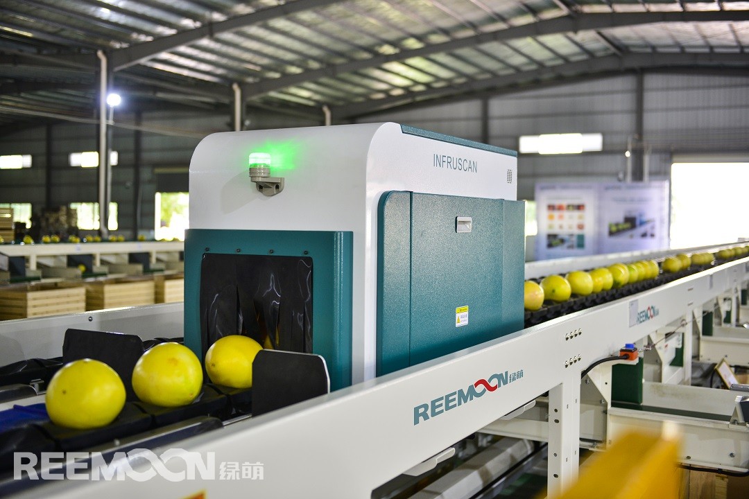 1629279481163148.jpg 柚子.jpg