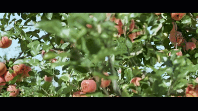 1632816987921421.gif 蘋果gif.gif