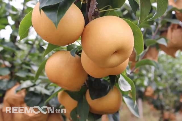 蘋果和梨作為我國的傳統(tǒng)水果，其種植面積一直很大，前者產(chǎn)量為4000多萬噸，后者產(chǎn)量近2000萬噸。只不過近年來它們的命運并不是太好，價格迎來了持續(xù)低迷。就拿蘋果來說，今年年初至今一直低迷不振，庫存蘋果5月份時已跌至5毛左右，6月份時跌到2-3毛一斤，8月份時更是以1-2毛賤價賣給榨汁廠。而受庫存蘋果的爛市，早熟蘋果價