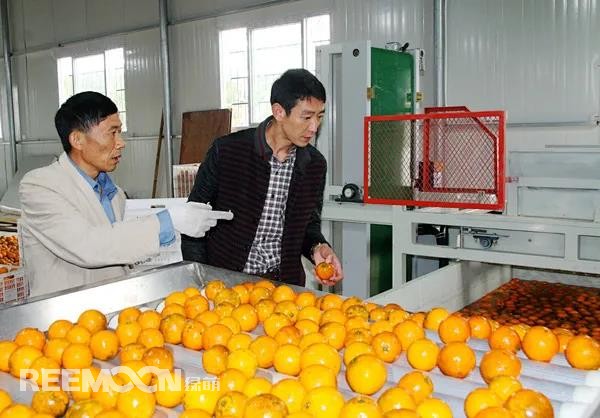 1636079577191957.jpg 柑橘1.jpg