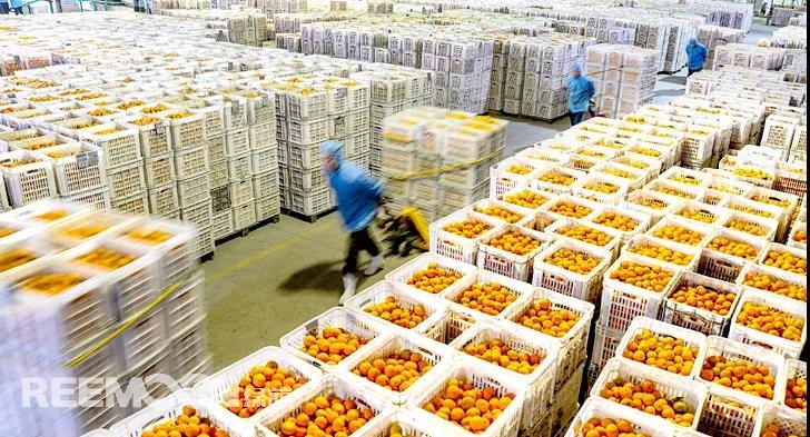 1636079682523065.jpg 柑橘5.jpg