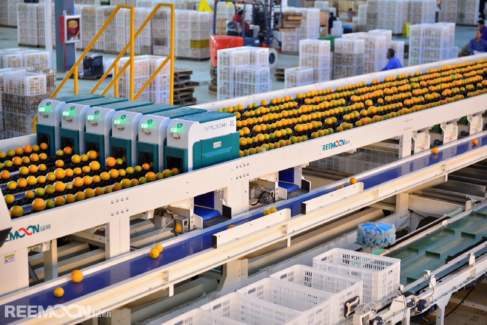 一年好景君須記,最是橙黃橘綠時(shí)。日前，褚橙正式開(kāi)園采摘，吸收了一整年充足水分和營(yíng)養(yǎng)的褚橙在果園中搖曳生姿，空氣中彌漫著一股清新的橙香。莊園內(nèi)，工人們采果,裝果，再將它們輸送至褚橙分選工廠的綠萌自動(dòng)化智能臍橙分選上進(jìn)行逐個(gè)“體檢”。臍橙首先進(jìn)行兩次沖洗，去除表皮的微生物和其他污漬，然后進(jìn)入水殺菌環(huán)節(jié)，以