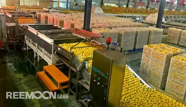 新一季的檸檬于九月中旬上市，采摘季將持續(xù)到十二月底結(jié)束。今年檸檬的品質(zhì)比往年更好，但產(chǎn)量較降低了近40%。王國龍是重慶匯達檸檬科技集團有限公司的銷售經(jīng)理，他首先介紹了產(chǎn)地方面的情況，“一方面，受低溫霜凍和春旱天氣影響，部分果樹被凍。另一方面，疫情之下，一些基地的管理水平跟不上，這也導致本季產(chǎn)量有所降低。