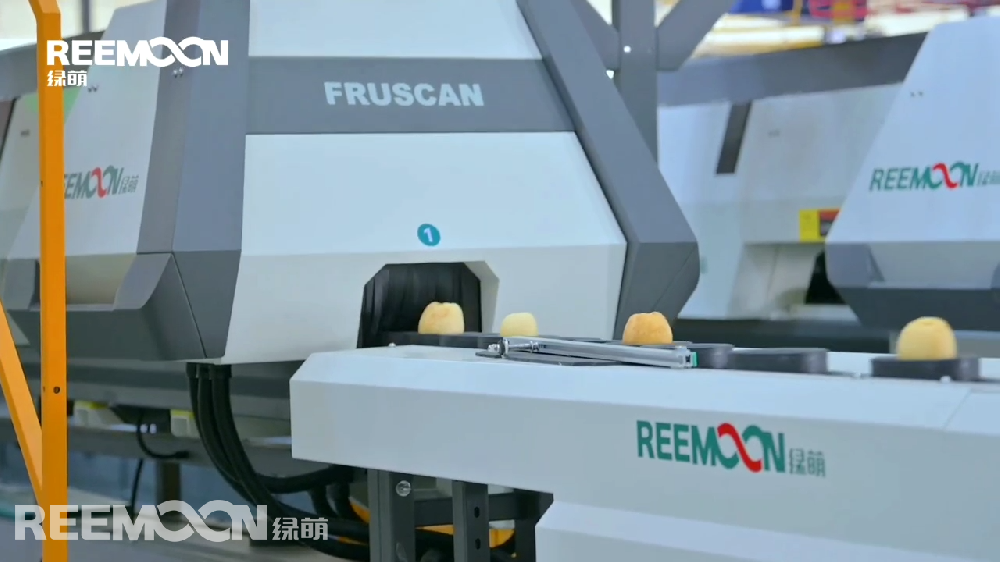 山東櫻聚緣農(nóng)業(yè)科技發(fā)展股份有限公司，成立于2013年4月，是一家從種苗研發(fā)繁育，到蘋(píng)果種植，再到蘋(píng)果深加工的省級(jí)農(nóng)業(yè)產(chǎn)業(yè)化龍頭企業(yè)和國(guó)家高新技術(shù)企業(yè)。走進(jìn)櫻聚緣的加工車(chē)間，一條專(zhuān)門(mén)為櫻聚緣明星產(chǎn)品“威海金”而研發(fā)定制的綠萌呵福式蘋(píng)果智能自動(dòng)化分選線映入眼簾?！巴＝稹卑€(gè)躺在分選線上的果杯內(nèi)，逐一進(jìn)行綠萌