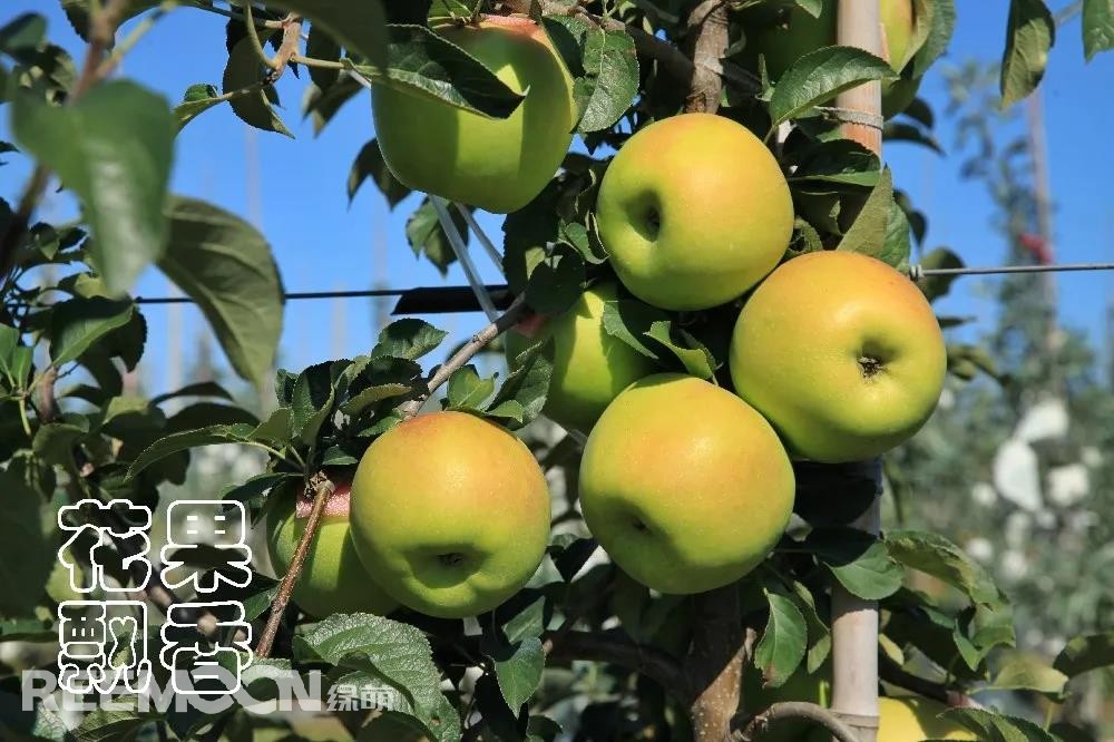 1638515891104697.jpg 未套袋的“土岐”果實(shí)性狀.jpg