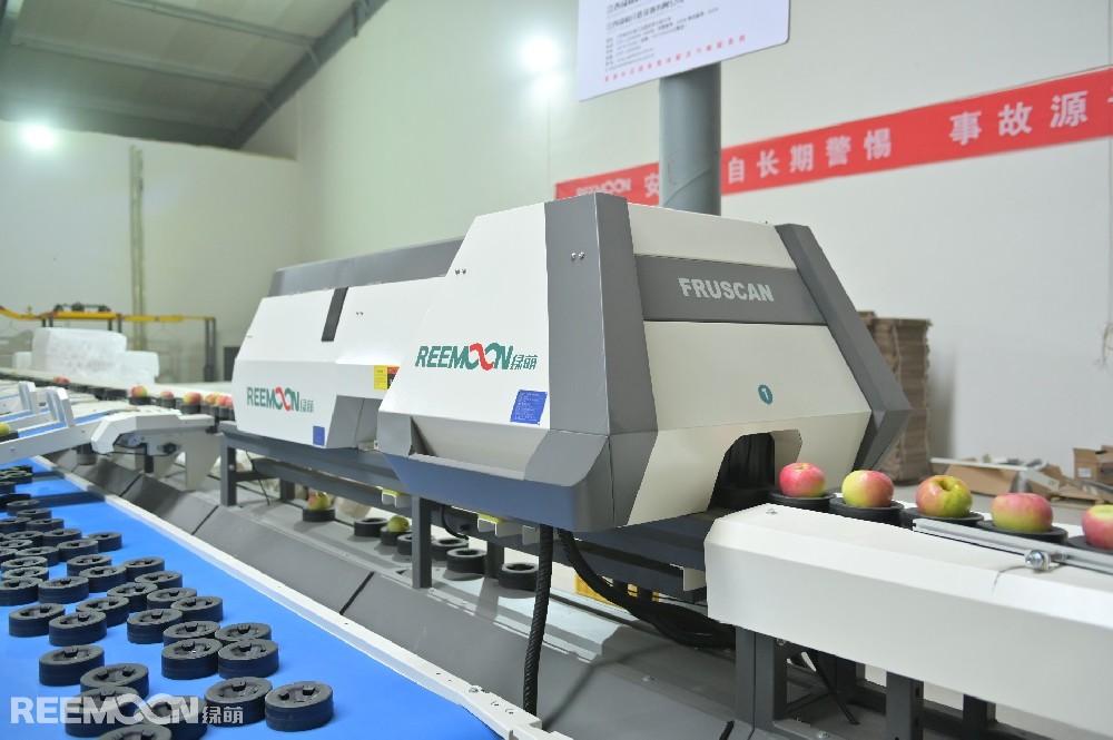 山東榮成正宇農(nóng)場老板王炳海王炳海又擴面積了。今年正宇農(nóng)場新種600畝，從最初的不到1000畝擴大到2000余畝。而且新建園的規(guī)格明顯提升。原先是依勢而建，現(xiàn)在是全部推平。行距更寬，立柱更密，連拉地錨的鋼筋都粗了一圈，彰顯著“掙錢了”的土豪氣息?！斑€是種‘維納斯黃金’？”我疑惑地問道。他是我見過的少數(shù)幾位上