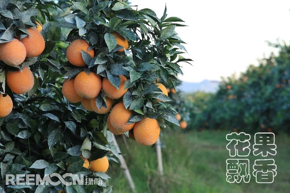 1641546282289802.jpg 碩果累累的臍橙(果面噴石灰水防止日灼).jpg