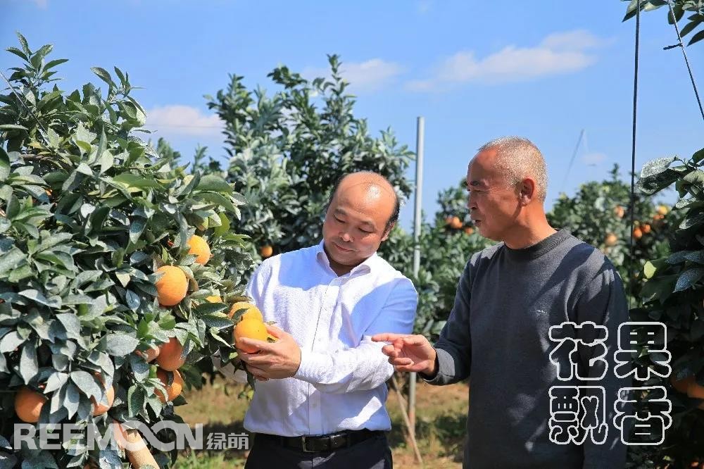 1641546301104029.jpg 朱壹(左)和袁開昌在查看臍橙質(zhì)量.jpg