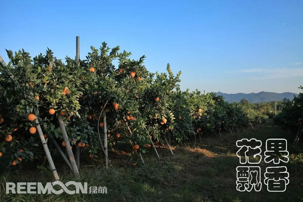 1641546319580397.jpg 行間寬敞的作業(yè)道.jpg