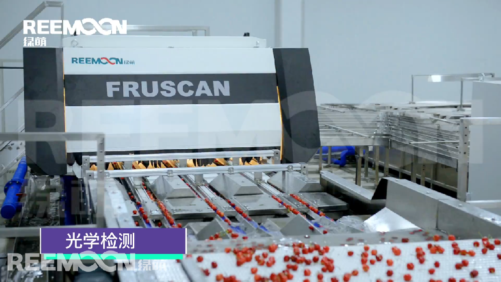 近年來，隨著大棚櫻桃種植技術越來越成熟，國產(chǎn)大櫻桃的成熟時間也大幅提前。2021年1月7日，首批大連大棚櫻桃趕在春節(jié)前上市，售價高達400元/斤。今年1月，煙臺、青島和陜西陸續(xù)都發(fā)布了首批櫻桃上市時間，搶占國產(chǎn)大櫻桃春節(jié)市場。青島云山鎮(zhèn)“一根紅”盆栽櫻桃1月19日，青島平度市云山鎮(zhèn)云騰村的大櫻桃宣布上市，批發(fā)價達