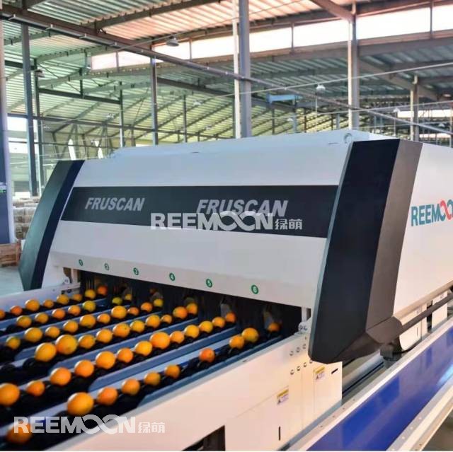 智能化分揀可以做到何種程度？水果果徑可以精確到毫米，重量可精確到0.5克，這是江西綠萌科技控股有限公司（以下簡(jiǎn)稱“綠萌”）給出的答案。在廣東德慶，一筐筐柑橘通過(guò)標(biāo)準(zhǔn)化處理運(yùn)往全國(guó)各地，色澤鮮艷、窩底完整、表皮光滑、個(gè)頭均勻、口感最佳，增強(qiáng)了“德慶貢柑”品牌軟實(shí)力；在廣西興安，一顆顆沃柑通過(guò)數(shù)字化光譜分選