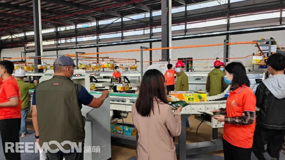 機(jī)器人上料、水洗、烘干、內(nèi)部品質(zhì)檢測(cè)、裝箱……伴隨著菠蘿分選設(shè)備 “繁忙喧鬧”的運(yùn)行景象，2022年廣東“菠蘿的?！卑偾镱^直播開(kāi)鑼暨全球采購(gòu)商大會(huì)在廣東徐聞RECP菠蘿國(guó)際交易中心同步進(jìn)行。廣東省徐聞縣地處中國(guó)大陸最南端，被稱為“中國(guó)菠蘿之鄉(xiāng)”， 有“菠蘿的海”美譽(yù)，全縣種植面積達(dá)35萬(wàn)畝，年產(chǎn)量約70萬(wàn)噸，被