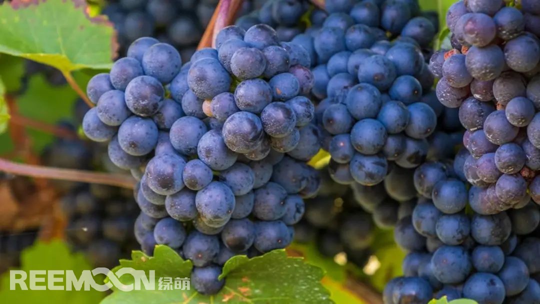 1652516160173398.jpg 5.jpg