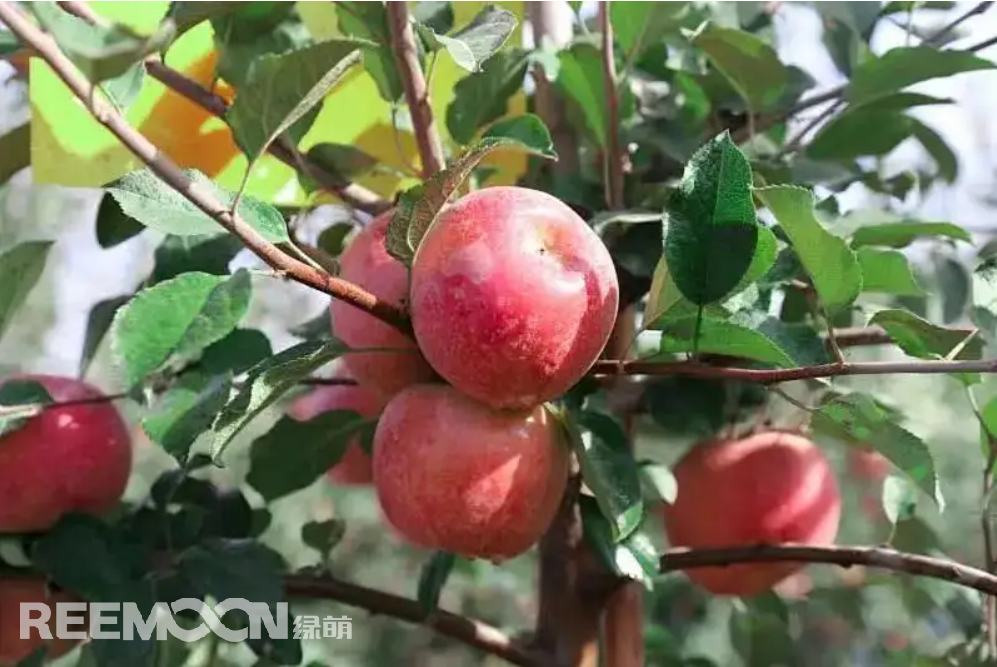 全國(guó)蘋(píng)果種植面積持續(xù)增加，蘋(píng)果產(chǎn)量不斷提高，但還是有很多人發(fā)出蘋(píng)果都會(huì)有“沒(méi)有以前的好吃”的疑惑。消費(fèi)者的口味在發(fā)生變化，對(duì)蘋(píng)果口感的追求也越來(lái)越高。蘋(píng)果產(chǎn)業(yè)也面臨著一場(chǎng)變革。如何在這場(chǎng)沒(méi)有硝煙的戰(zhàn)場(chǎng)上殺出重圍，江蘇斯味特果業(yè)給出了一個(gè)很好的選項(xiàng)。斯味特果業(yè)種植的萬(wàn)畝蘋(píng)果是從新西蘭引進(jìn)的富士系列新品