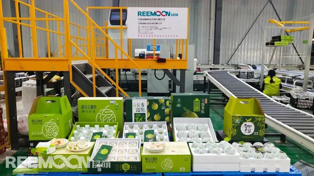 1663032382165333.jpg 圖為:經(jīng)過(guò)分選包裝的玉露香梨.jpg