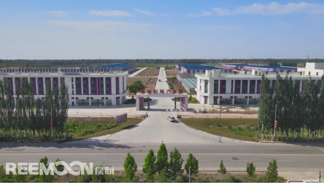 作為我國(guó)的“水果后花園”，新疆好吃的水果太多，種啥啥都甜。但在這個(gè)瓜果飄香的季節(jié)，最讓人惦念的，只有那一口爆漿、甜美細(xì)膩、汁水豐盈的喀什伽師新梅。新梅產(chǎn)季短、果品不易保存。為打破這一瓶頸，延長(zhǎng)新梅貨架期，在2021年10月，伽師縣政府和廣東援疆指揮部共建“粵伽新梅產(chǎn)業(yè)園”，并引進(jìn)京東、百果安達(dá)等多家行業(yè)領(lǐng)