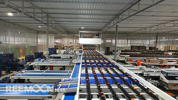 秋意漸濃, 橘香四溢。秘魯最大的冷庫(kù)制造商Friopacking投資新建的加工廠(chǎng)里熱鬧不凡，綠萌Fruscan S7柑橘分選設(shè)備正火力全開(kāi)。據(jù)悉，F(xiàn)riopacking投資的公司Packing del Carmen主要加工柑橘和牛油果。與綠萌的結(jié)緣也是得益于南非與智利客戶(hù)的大力推薦。在經(jīng)過(guò)與多家分選設(shè)備生產(chǎn)商比對(duì)以及與綠萌工程師溝通后，Packing del Ca