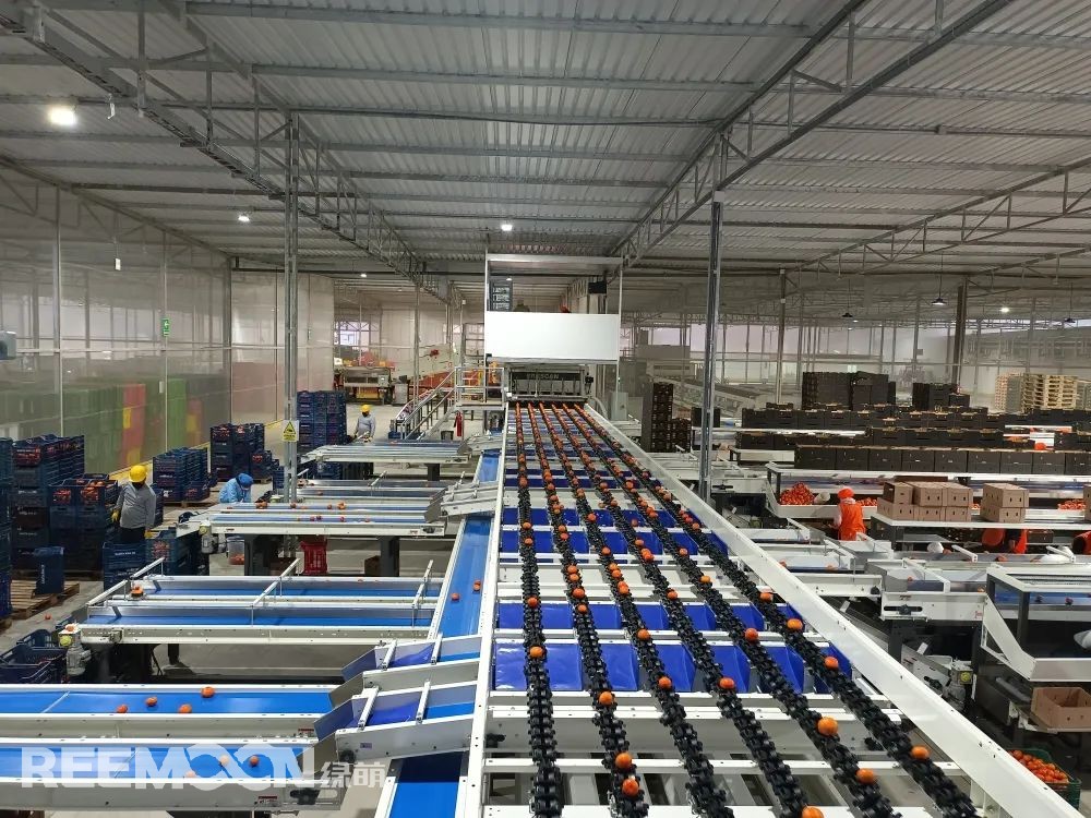 “聚焦海外|綠萌大型柑橘和牛油果分選線在秘魯投入運(yùn)營