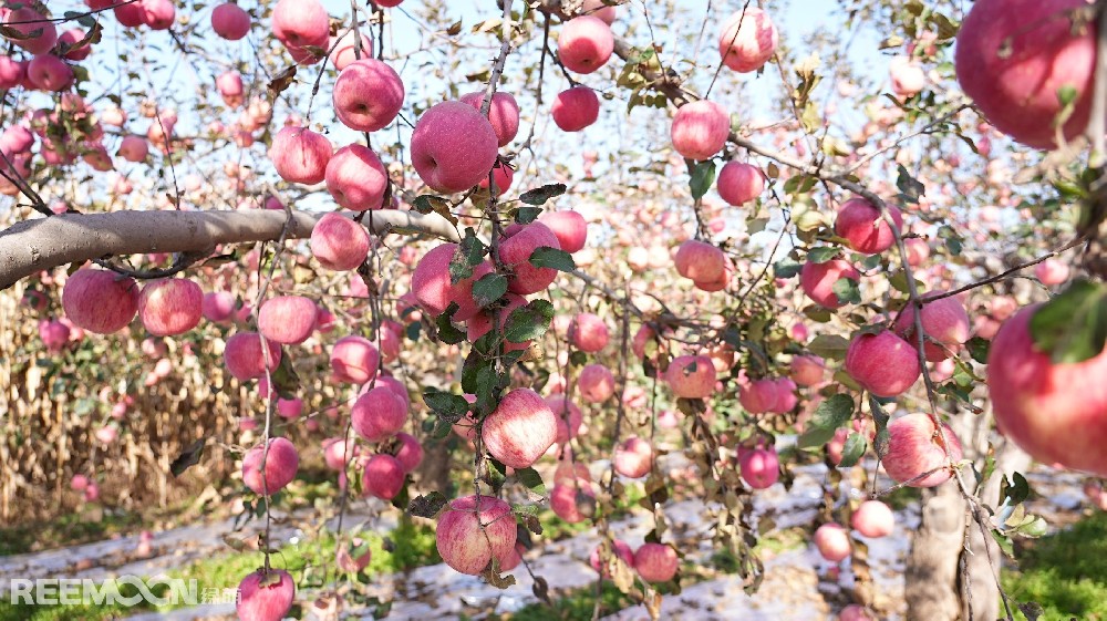 目前，電商直播已成為水果銷售的重要方式，通過將商家和消費(fèi)者直接連接起來，面對(duì)面交流，提供實(shí)時(shí)的水果展示和購物體驗(yàn)分享，直觀的展示水果的采摘包裝場景，迅速建立起消費(fèi)者的信任。作為以電商銷售渠道為主的水果企業(yè)，自然搭檔在自媒體孵化上大量布局，旗下?lián)碛小咀匀淮顧n】【自然搭檔－尋味秦川】兩個(gè)百萬粉絲級(jí)賬號(hào)。
