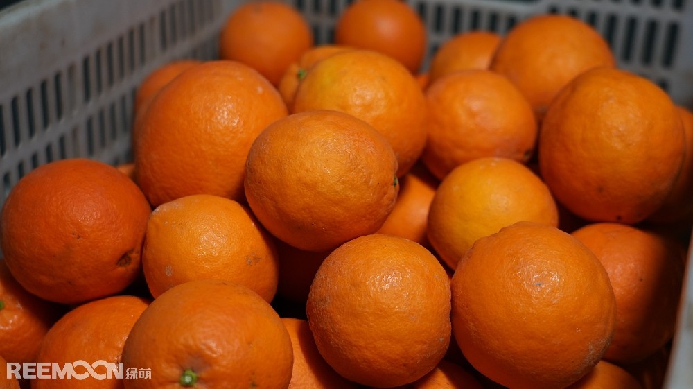 2023年，綠萌Fruscan S7視覺識別系統(tǒng)在臍橙內(nèi)裂識別技術(shù)上取得了重大突破，并在贛南臍橙的分選上獲得了廣泛應(yīng)用。這一技術(shù)的成功研發(fā)和應(yīng)用，為贛南臍橙產(chǎn)業(yè)的高質(zhì)量發(fā)展注入了新的動力?！毘葍?nèi)裂內(nèi)裂是臍橙在生長后期雨水過多出現(xiàn)的一種生理現(xiàn)象，在臍橙的銷售、貯藏、品牌信譽(yù)度等方面易產(chǎn)生不良影響：●品質(zhì)下降：內(nèi)裂