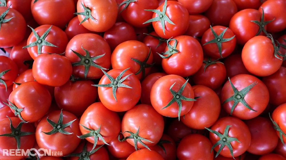 在信息化時代的今天，人工智能正日益滲透到各行各業(yè)，為傳統(tǒng)產(chǎn)業(yè)的轉(zhuǎn)型升級帶來全新機(jī)遇?！癆I分選”作為一種先進(jìn)的智能化技術(shù)，正在為果蔬產(chǎn)業(yè)帶來創(chuàng)造性的變革。近日，浙江省溫州市蒼南縣番茄分揀中心正式投入使用，綠萌“AI分選”在這里大顯身手，為番茄高標(biāo)準(zhǔn)生產(chǎn)提供了強(qiáng)大的技術(shù)支持。蒼南縣近年來大力發(fā)展番茄產(chǎn)業(yè)，