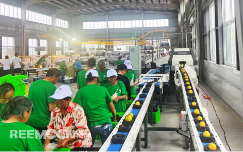 8月，紅梨飄香。在利州區(qū)龍?zhí)多l(xiāng)金鼓村，1000余平米的紅梨分揀中心內(nèi)，一筐筐大小各異的紅梨，正“排隊(duì)”進(jìn)入分選生產(chǎn)線上的智能設(shè)備，很快，設(shè)備根據(jù)大小、形狀等差異將紅梨分類成3種不同規(guī)格，而工人們只需忙著裝箱、打包、搬運(yùn)，將一箱箱優(yōu)質(zhì)紅梨送上運(yùn)輸專線銷往全國(guó)各地?！拔覀兊闹悄茉O(shè)備能給每顆紅梨做‘CT’,以持續(xù)穩(wěn)