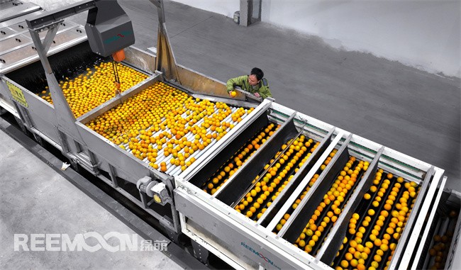 清掃污漬、自動(dòng)分級(jí)、排隊(duì)打包……近日，走進(jìn)位于四川仁壽經(jīng)開(kāi)區(qū)的川果智慧冷鏈物流中心分選車間，只見(jiàn)寬闊整潔的廠房?jī)?nèi)，一排排現(xiàn)代化的設(shè)備井然有序地排列著，工人們各司其職，為水果分選“保駕護(hù)航”。川果智慧冷鏈物流中心是一個(gè)集“倉(cāng)儲(chǔ)、冷鏈、加工、分揀”等功能于一體、配備完善的現(xiàn)代化物流配送服務(wù)中心，致力于建