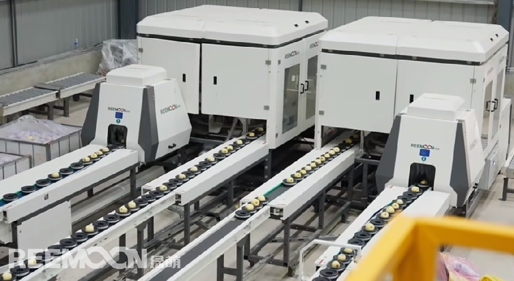 來(lái)源｜中國(guó)甘肅網(wǎng)記者｜宋芳科 呂庚青責(zé)任編輯｜任磊10月12日，位于鎮(zhèn)原縣太平鎮(zhèn)的慶陽(yáng)居立蘋(píng)果自動(dòng)分揀車間，新鮮采摘的維納斯蘋(píng)果正在流水線上接受“全面體檢”，從果型到大小，再到斑痕、色澤，甚至連甜度、是否壞心這些隱秘信息都逃不過(guò)機(jī)器的“法眼”。通過(guò)檢測(cè)合格的蘋(píng)果，進(jìn)行定制包裝后將發(fā)往北上廣深的高端市場(chǎng)，帶