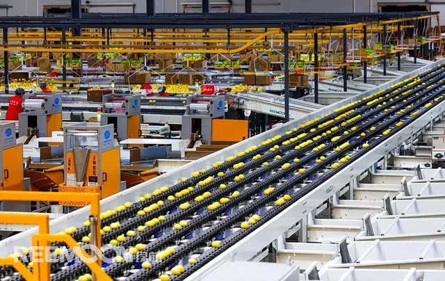 新華社成都12月19日電（記者張海磊、周以航）冬日里，走進“中國檸檬之鄉(xiāng)”四川省資陽市安岳縣，最大的感受是仿佛進入“檸檬時間”。加工車間、包裝廠房內(nèi)，撲鼻的檸檬清香將人包圍，流水線上金黃色的果子滾動著，一車車打包好的檸檬從這里啟程，發(fā)往菲律賓、泰國、越南等30多個國家和地區(qū)。四川省維記農(nóng)業(yè)集團有限公司車間