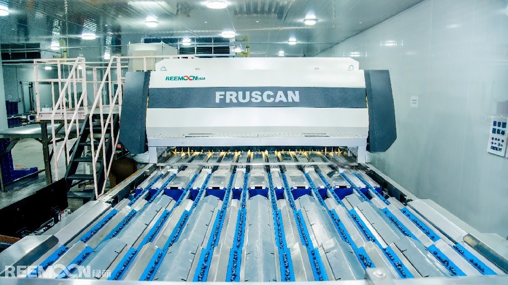 “全球藍(lán)莓需求持續(xù)增長，綠萌“AI分選”助力企業(yè)靈活響應(yīng)市場變化！