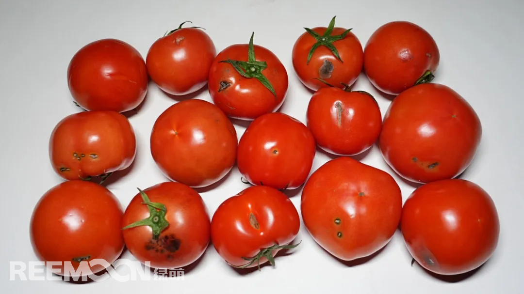 1741773254847301.jpg 1741768172596.jpg