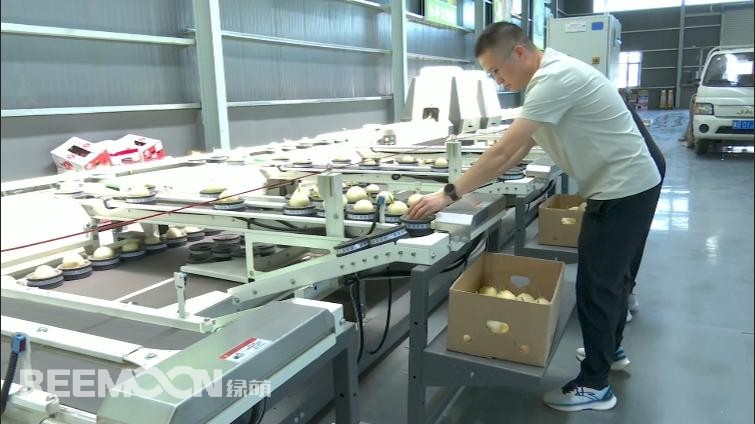 在河北樂亭縣冀東國際農(nóng)產(chǎn)品物流中心，藏著一座充滿“黑科技”的果菜智慧分揀中心。走進這里，智能分選生產(chǎn)線正火力全開，奏響果菜產(chǎn)業(yè)升級的“科技進行曲”！以甜瓜分選為例，為避免這些個大飽滿的“甜蜜果實”在分選時受傷，生產(chǎn)線特意安置了柔性果杯。隨后，甜瓜們“躺”進多通道分選設(shè)備，如同接受精密CT檢查般，不僅會